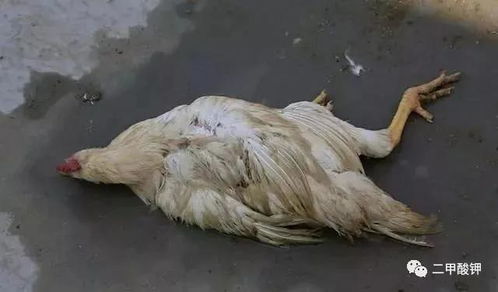 家禽夏季常见疾病的临床症状科普 早发现早治疗